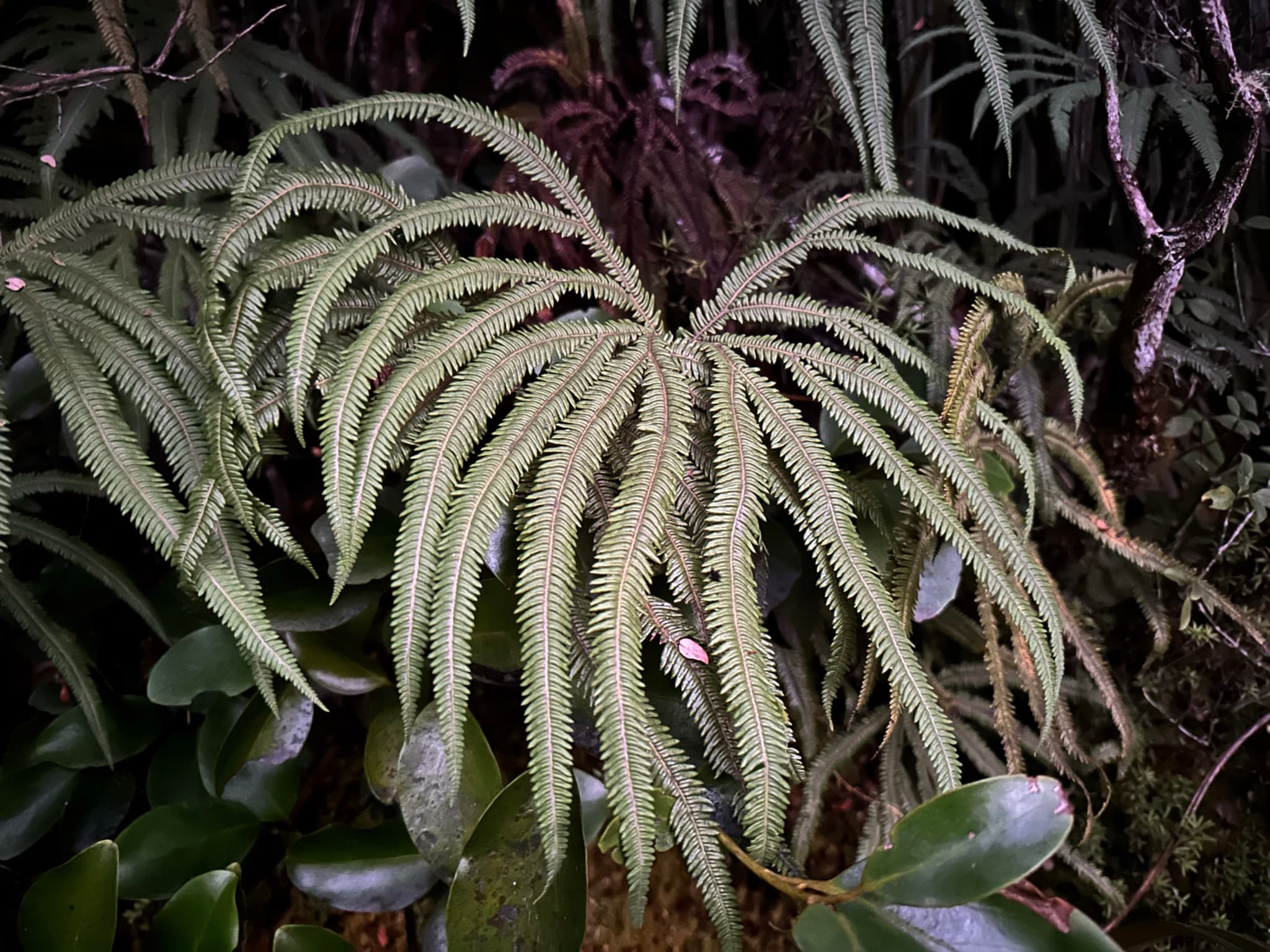 Sticherus cunninghamii - Waekura - Umbrella Fern