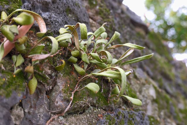 Notogrammitis angustifolia